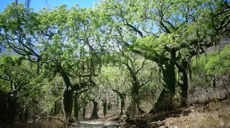 Bosque ceibal, Sozoranga